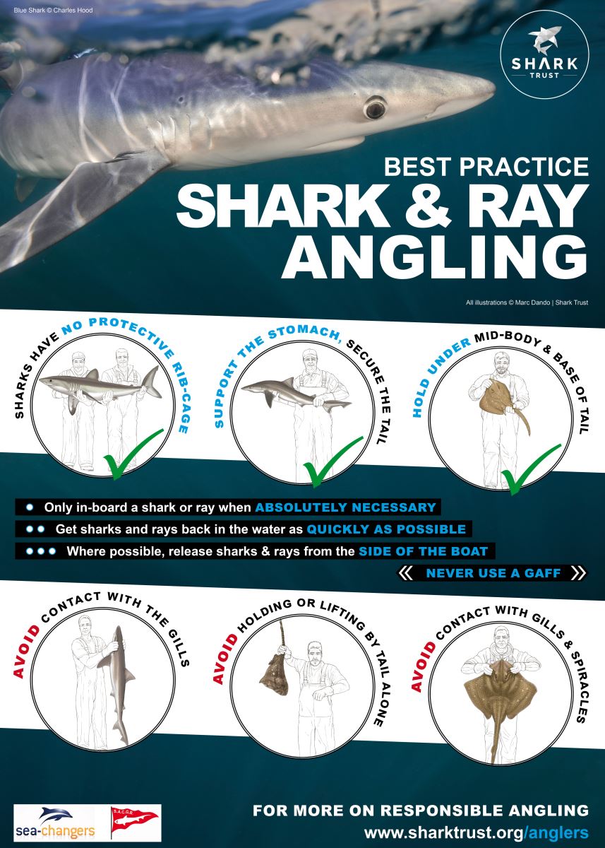 Shark Angling Project