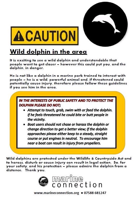 Dolphin Safety Poster