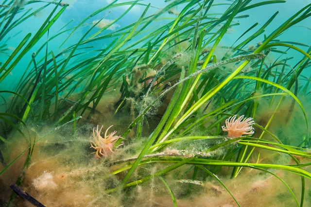 Seagrass